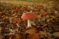 Fly agaric