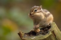 Siberian ground squirrel