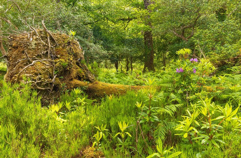 Killarney National park (Ireland) by Marcel Kerdijk