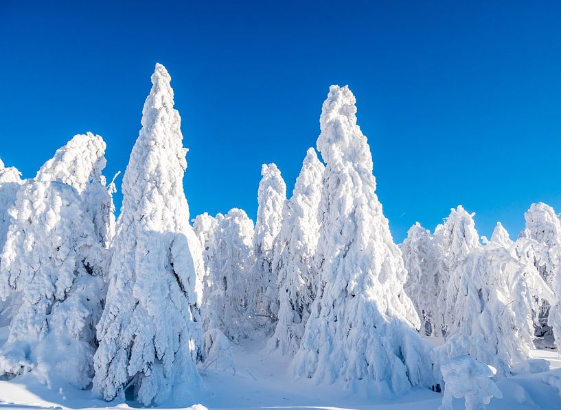 winterliche Bäume im Erzgebirge von Animaflora PicsStock
