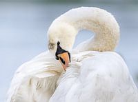 Wilder Schwan in Selbstfürsorge