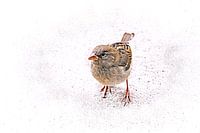 Sperling (Passer Domesticus)