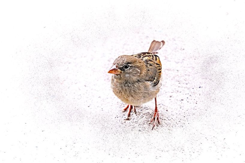 Moineau (Passer Domesticus) par Author Sim1