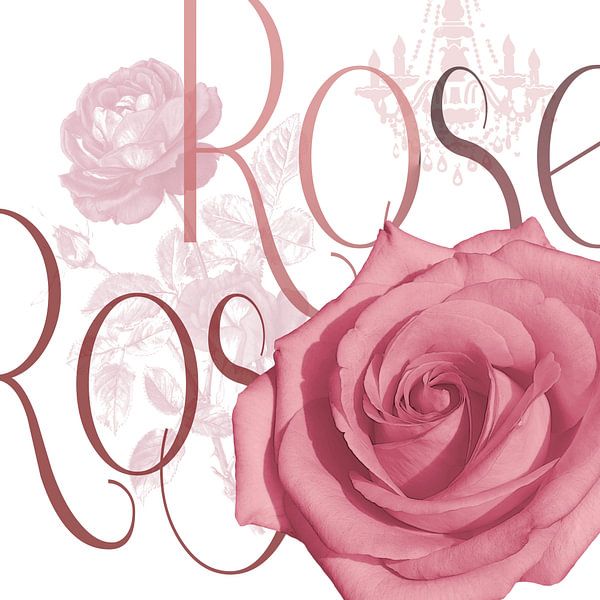 Elegante Rose von christine b-b müller