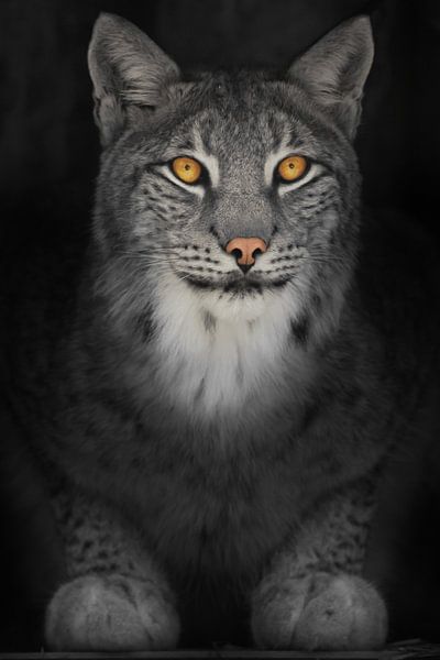Luchs Katze in der Dunkelheit mit orange leuchtenden Augen, verfärbte Foto auf schwarzem Hintergrund von Michael Semenov