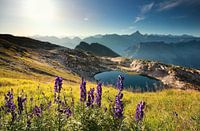 wildflowers on mountain near alpine lake