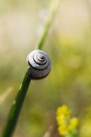 Das kleine Haus im Gras