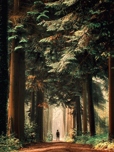 égarée par Niels Tichelaar