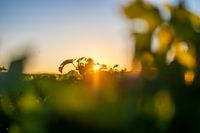 Sonnenuntergang im Weinberg von Pichon Baron