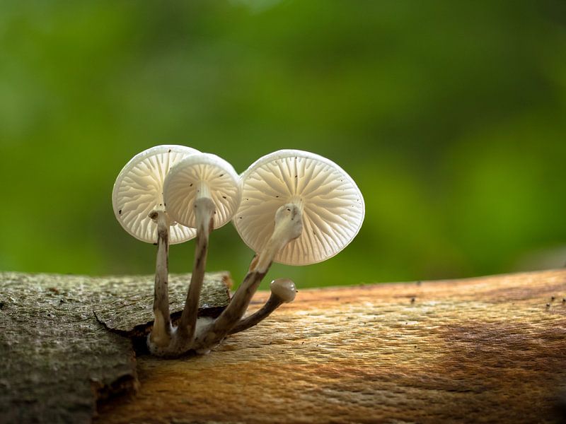 Porzellan-Pilze von Natasja Martijn