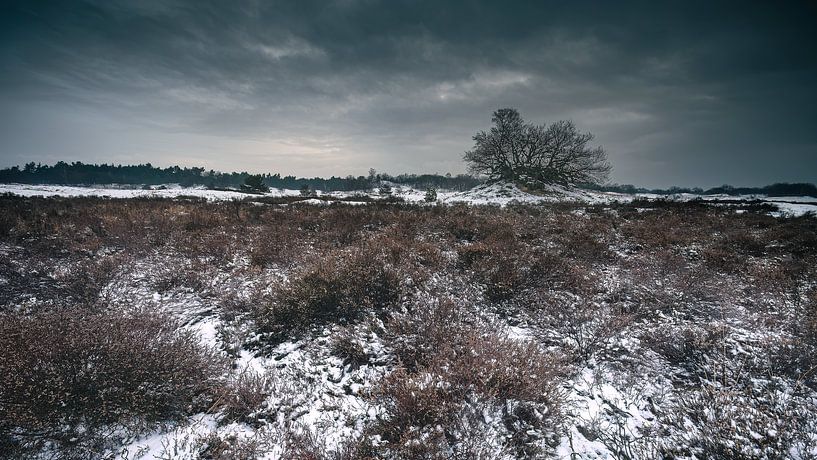 landscape Loonse eh Drunense duinen (Netherlands) by Jan Linskens