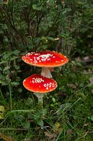 Rot mit weißen Punkten