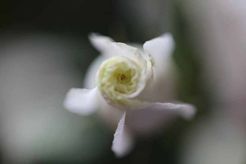 Rose von V. Hildering