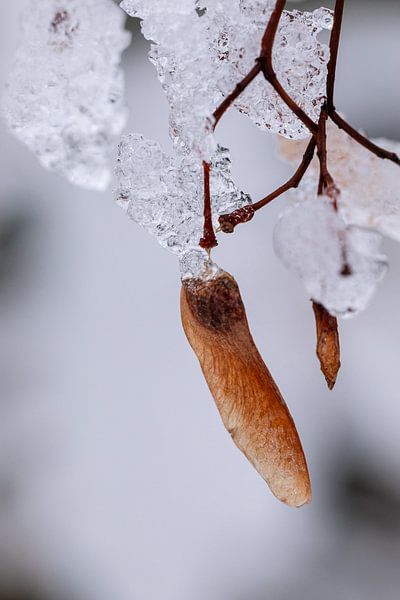 Heftiger Schneefall und Frost überraschen den Ahornbaum von Harald Schottner