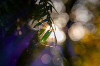 Gelb, Lila und Sterne