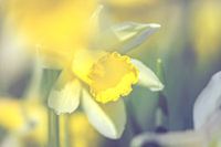 Narcissus (narcis)