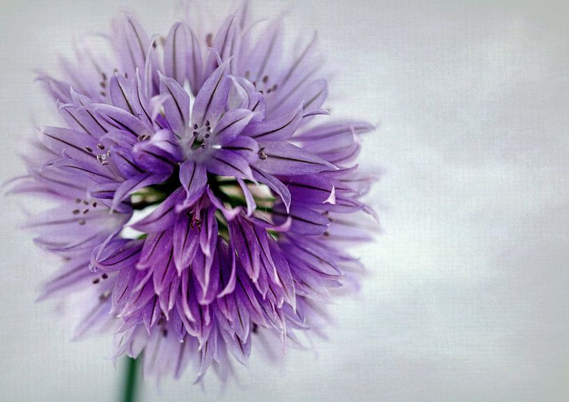 Schnittlauchblüte by Roswitha Lorz