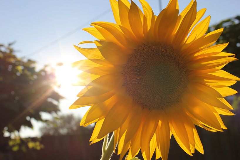 Gelbe Freude von Melissa Blom