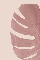 Zartrosa Blätter der Monstera Deliciosa