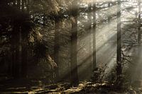 Morning sun in the dark forest