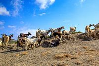 Ziegen auf Karpathos