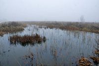Sumpf Kethel Schiedam
