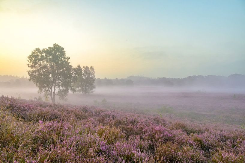 Lever de soleil sur un paysage de bruyères à la Veluwe par Sjoerd van der Wal Photographie