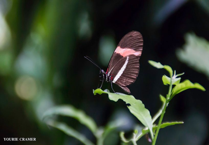Papillon par Yourie Cramer