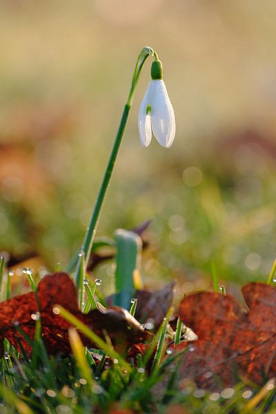 Snowdrop with morning drops by Quirina Kamoen