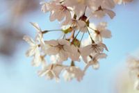 Kirschblüten sakura im frischen Frühlingsmorgenlicht