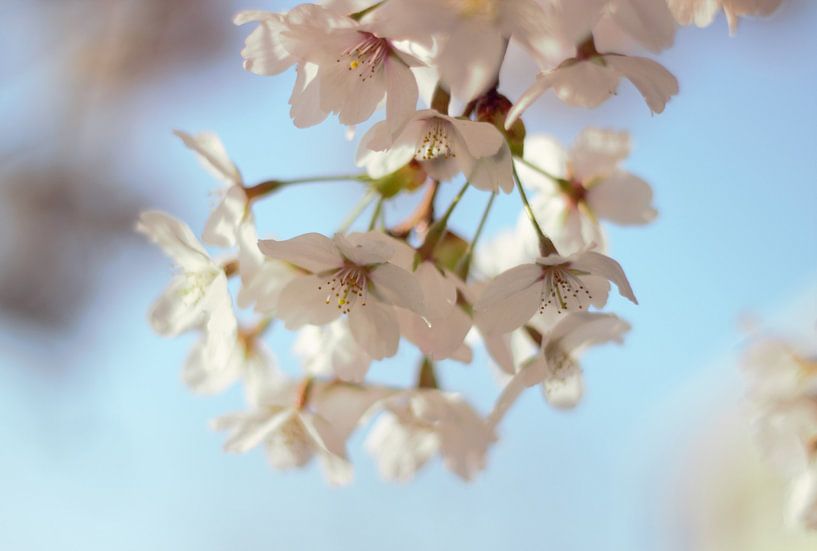 Cherry blossoms sakura in the fresh spring morning light by Anke Winters