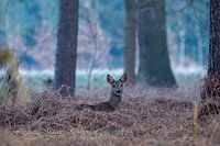 roe deer