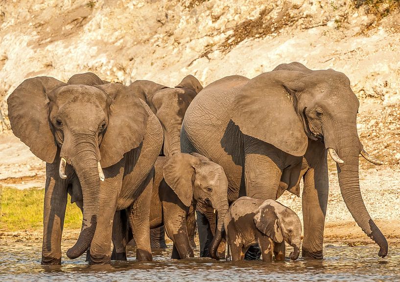 Gemeinsam sind wir stark! von Robert Kok