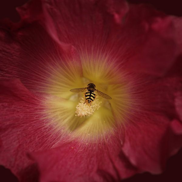Stockrose mit Biene von Saskia Schotanus