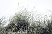 Dünengrass