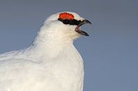 Alpensneeuwhoen roepend
