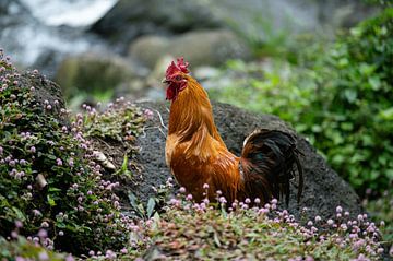 Der Stolz des Obstgartens: Hahn inmitten von Blumen von Alle Kuperus