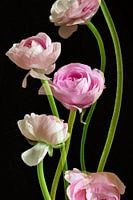 Tableau de fleurs renoncules