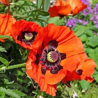 Türkischer Mohn