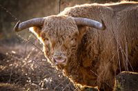 Schottischer Highlander auf dem Feld