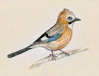 Drawing of an Eurasian jay