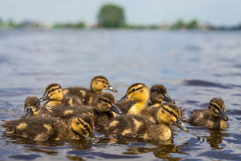 Un groupe de petit canards par Goffe Jensma