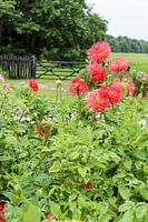 Dahlien in der Landschaft