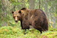 Brown bear in the woods