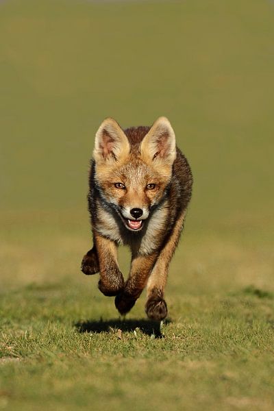 Een vossen welp par Menno Schaefer