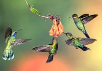 Hummingbird Talamanca in Costa Rica