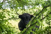 Schottischer Highlander