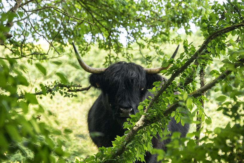 Schottischer Highlander von Elise Manders