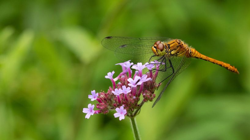 Dragonfly by Alinde Potkamp