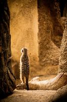 Maßgeschneidertes Begehren.